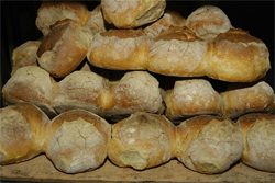 Maltees brood