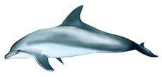 Een tuimelaar dolfijn